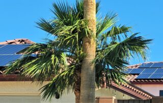 Castaways Energy residential solar panels installed on a Florida home with palm trees, highlighting the importance of solar system maintenance in Florida’s tropical climate